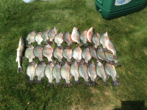 crappie 3.png