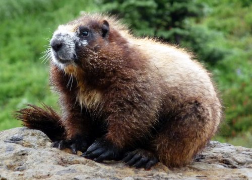 marmot.jpg