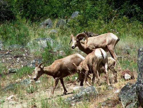 Big Horn Sheep.jpg