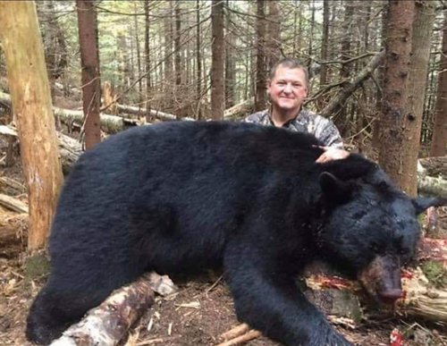 Pennsylvania Game Commission - Did you know that some black bears can be  cinnamon in color? It's a rarity to see one, but this 332-pound male was in  a trap on Thursday