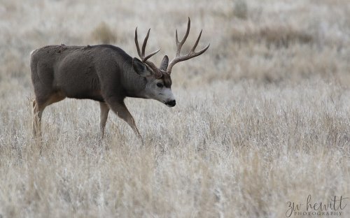 Mule Deer Buck_12_15_19.jpg