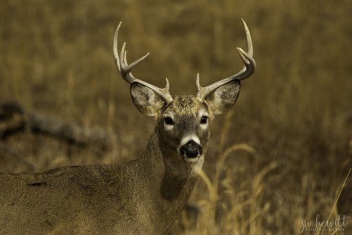 RMA_Whitetail_Web.jpg