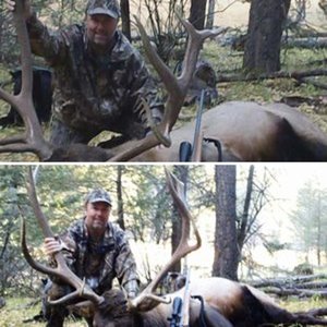 2011 New Mexico Elk