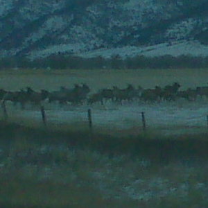 Elk leaving paradise valley Mt