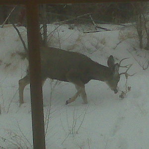 Little buck in my backyard Jan. 2009