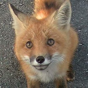 fox