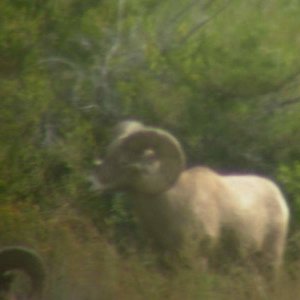 09Sheep 31856