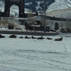 Bull with his cows near the gates of Yellowstone