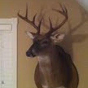 My buck on the wall