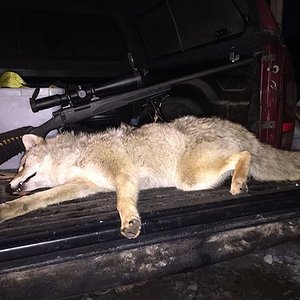 coyote was running with cows in Nebraska