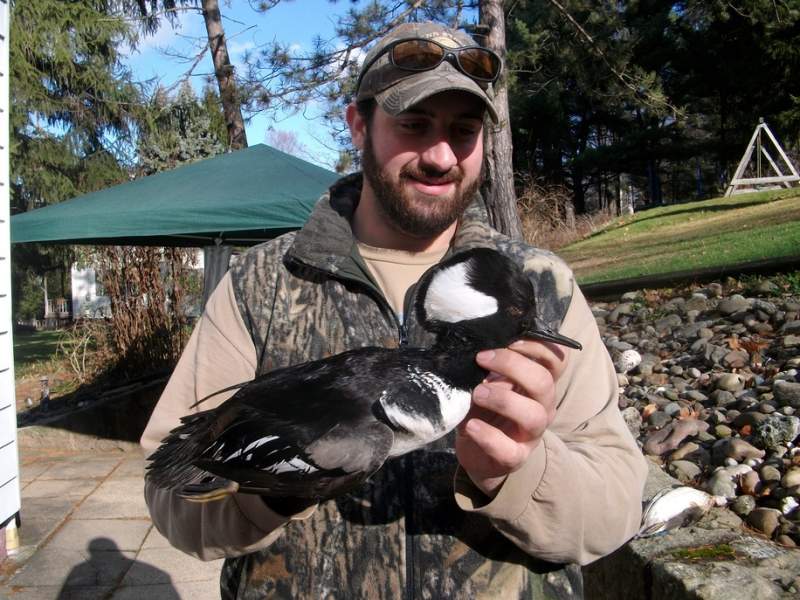 1st hooded merganser