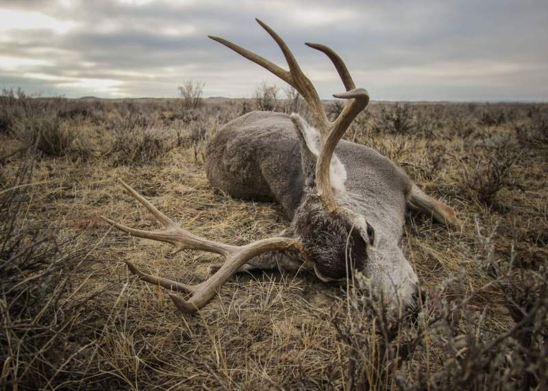 2017 MT Mule Deer Hunt 6 preview