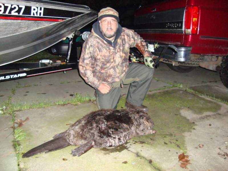 68 lb Beaver…California Delta…Fred bear T/D Recurve