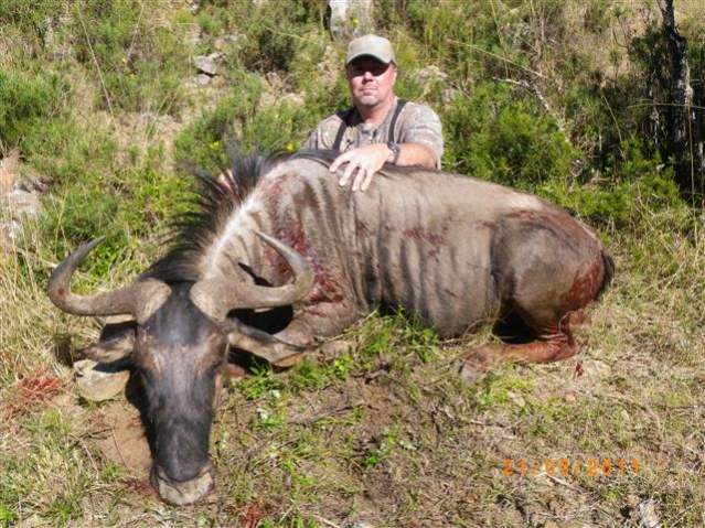 Blue wildebeest tough animal !