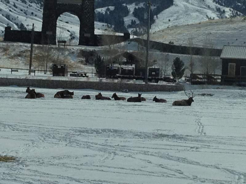 Bull with his cows near the gates of Yellowstone