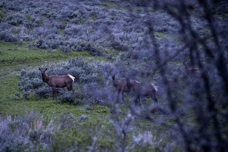 ©Robert Snow - Cow Elk Utah