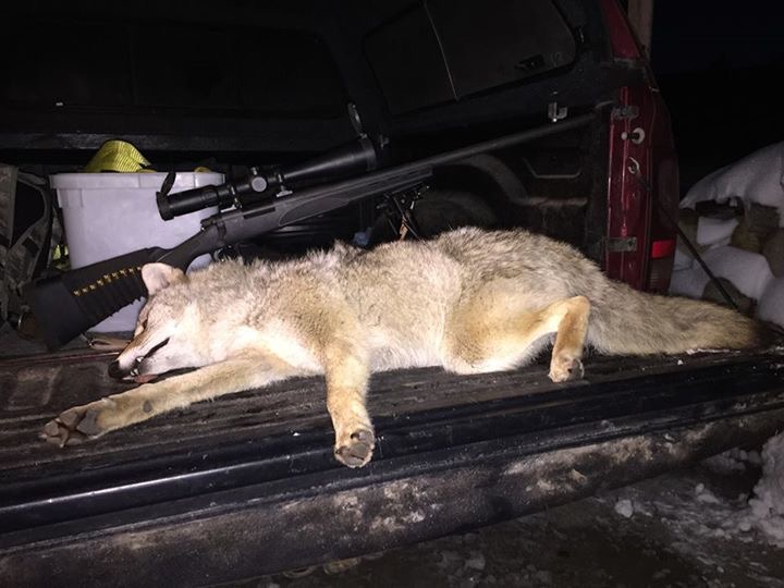 coyote was running with cows in Nebraska