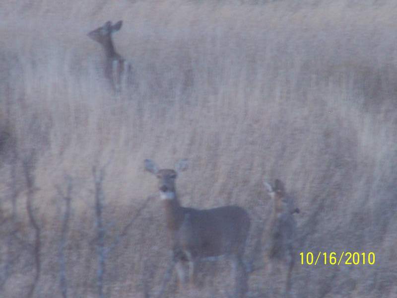 Doe and twins that hang around the place where we stay.