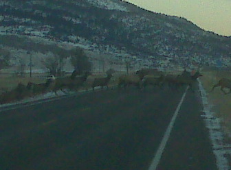 Elk crossing in paradise valley Mt