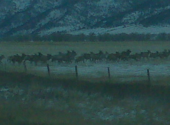 Elk leaving paradise valley Mt