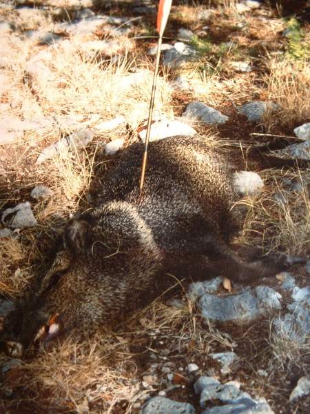 Javelina..Y/O Ranch, Mt Home, Texas