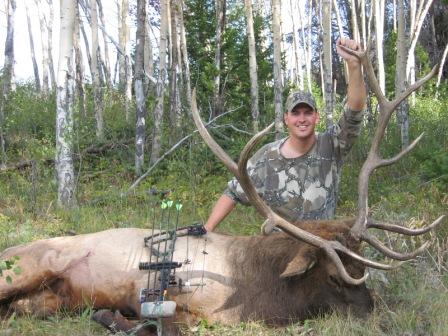 Montana Bull