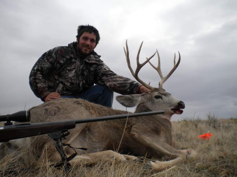 mule deer 10