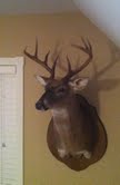 My buck on the wall