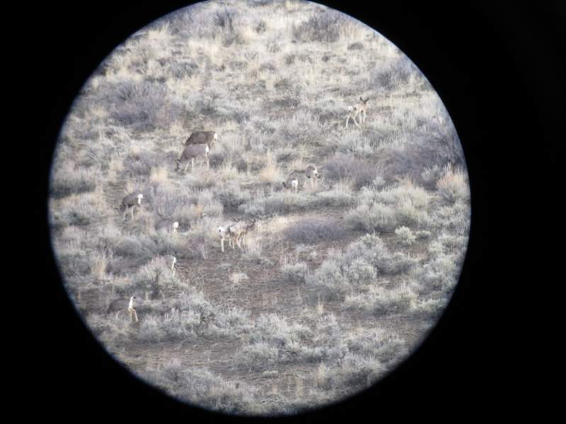 Spent the day shed hunting, Didn't find any sheds, but the deer looked healthy.