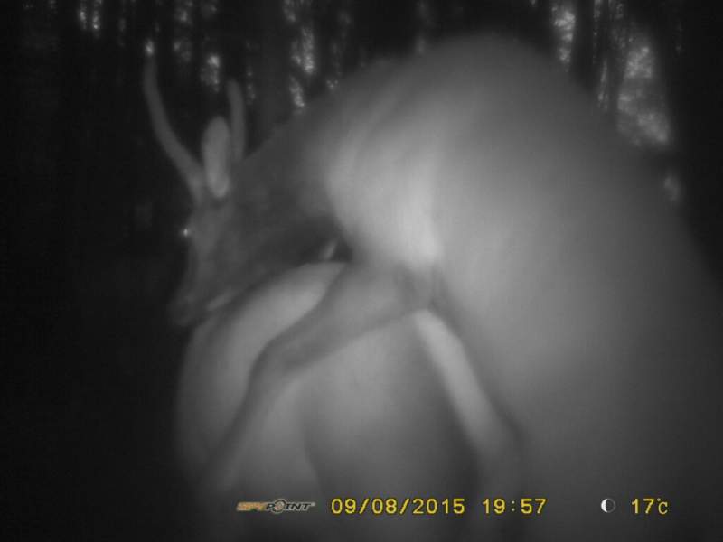 Trail Cam Porn - Trail cam elk porn | Hunt Talk