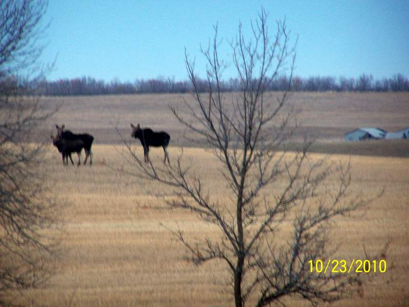 two cows and calf.. in the background, that's the place where we are staying at the moment.