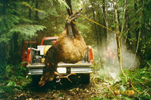 Washington Roosevelt Elk, Loading up