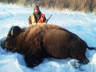 Wyoming Wild Bison