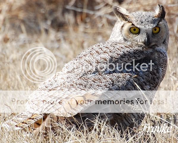 owl01.jpg