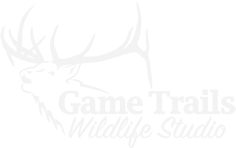 gametrailstaxidermy.com