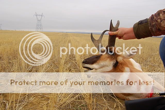 BigHornPronghorn039.jpg