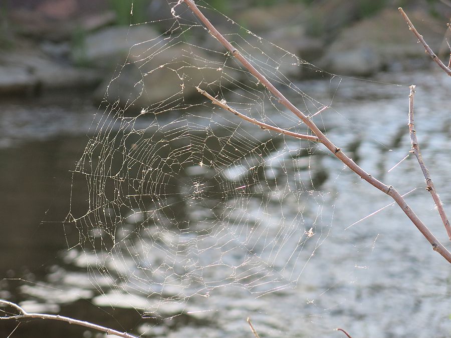 Spiderweb5-29-14_zpsc9ab886a.jpg