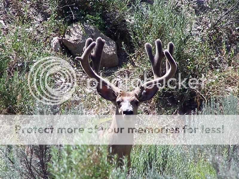 Buck3.jpg