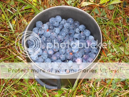 blueberries.jpg