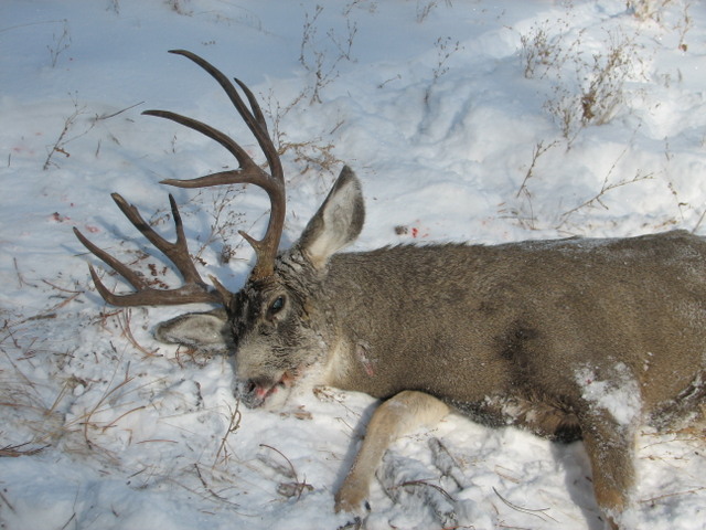 2010deer%20080.jpg