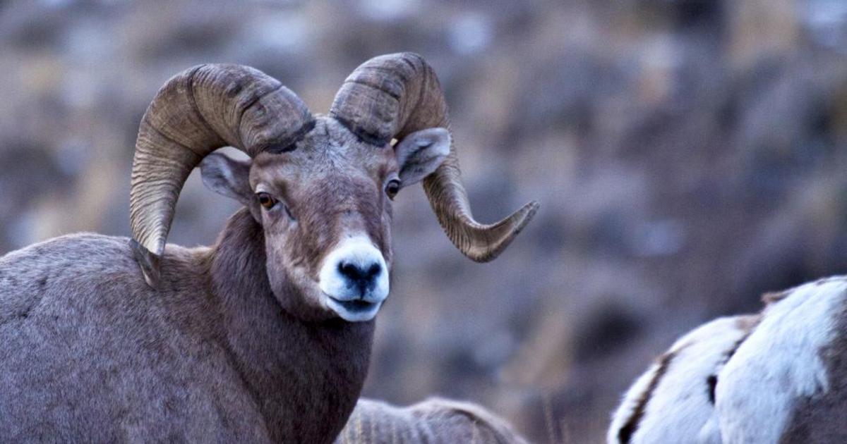 Now open Public comment period for draft bighorn sheep management plan