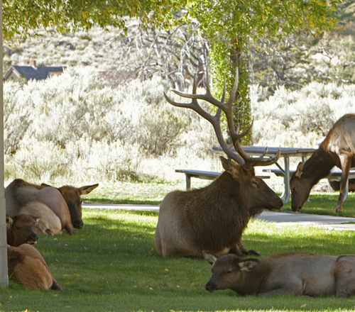 elk-in-the-park.png