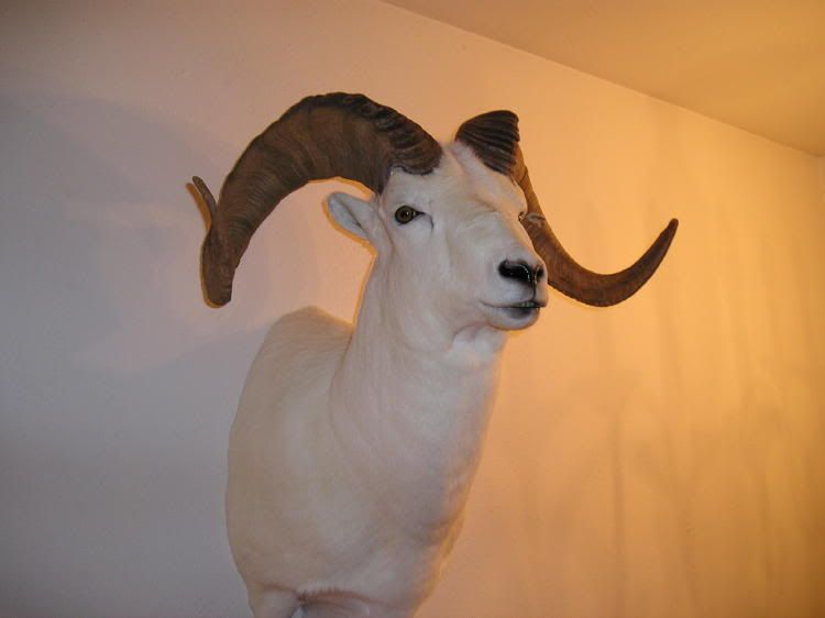 SheepMount.jpg