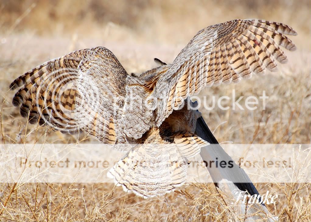 hornedowl0001_2.jpg