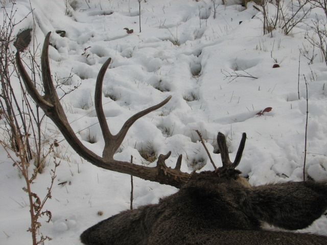 2010deer%20025.jpg