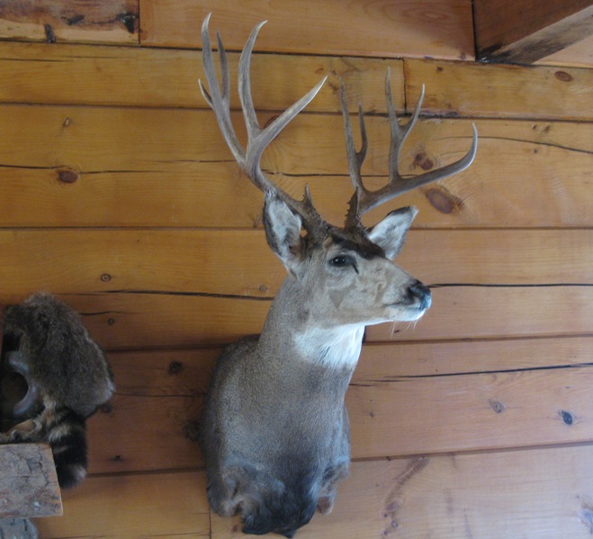 mule_deer_mount1_001.jpg