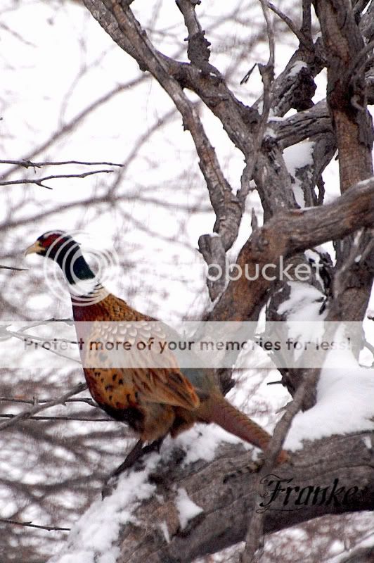 pheasant02.jpg