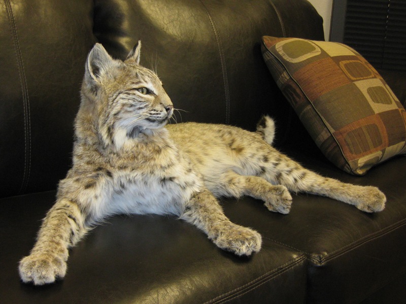 bobcat3.jpg