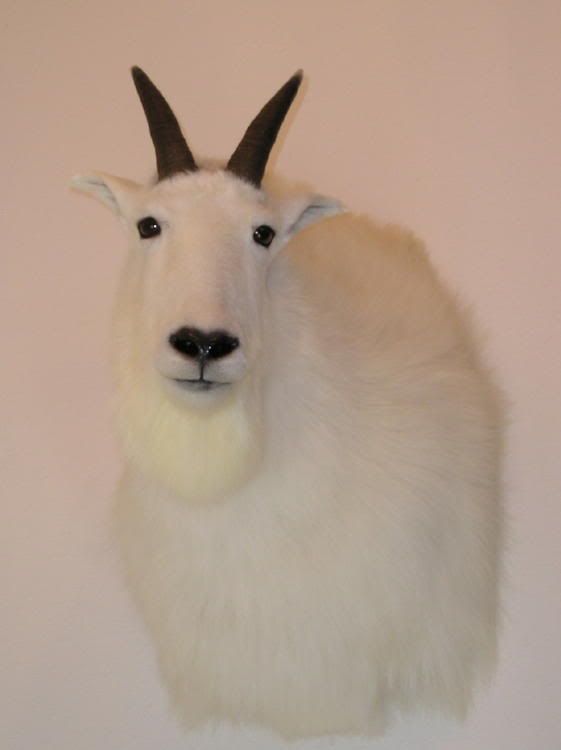 GoatMount.jpg