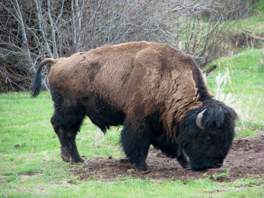 bison%20about%20to%20wallow.png